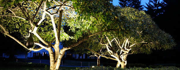 landscape-lighting-trees-48_15 Пейзаж осветление дървета