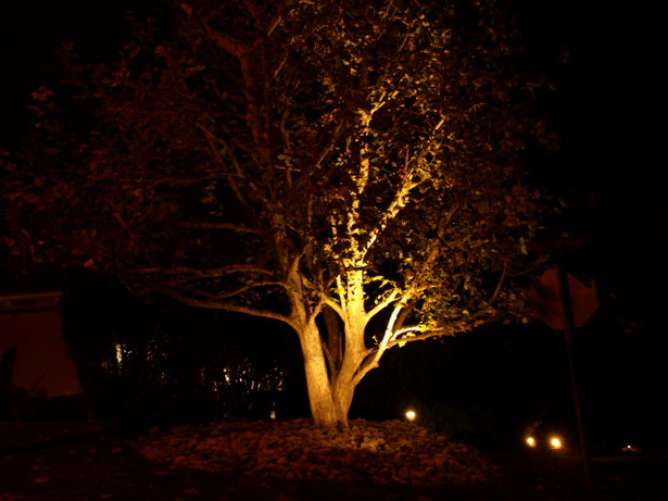 landscape-lighting-trees-48_19 Пейзаж осветление дървета