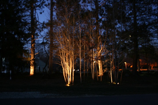 landscape-lighting-trees-48_6 Пейзаж осветление дървета