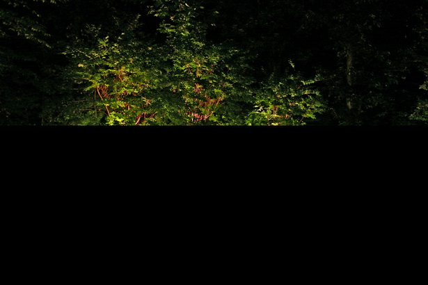 landscape-lights-for-trees-97_6 Пейзажни светлини за дървета
