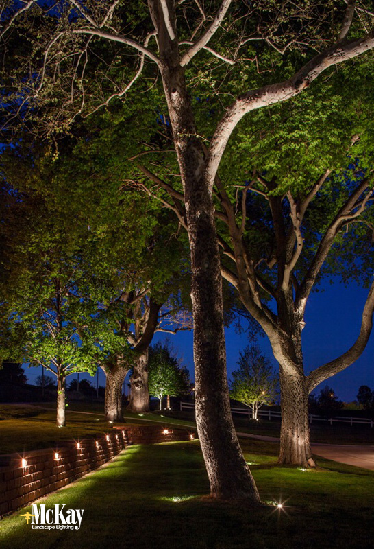 landscape-tree-lighting-ideas-17_6 Идеи за осветление на ландшафтно дърво