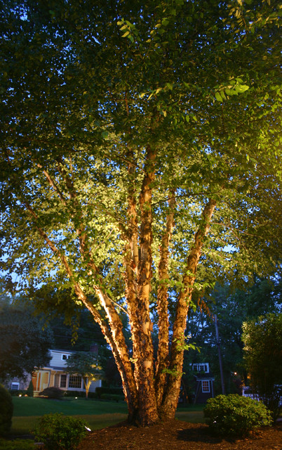 landscape-tree-lighting-25_17 Пейзаж дърво осветление