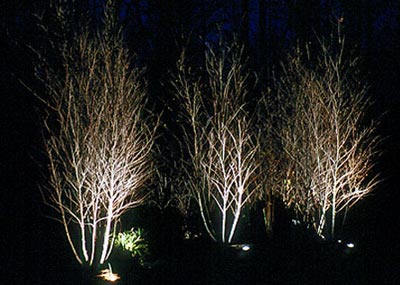 landscape-tree-lighting-25_20 Пейзаж дърво осветление