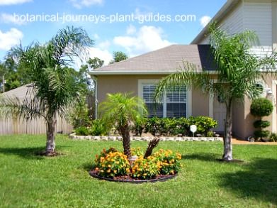 landscaping-ideas-with-palm-trees-61_5 Идеи за озеленяване с палми