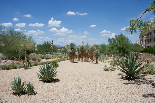 landscaping-in-phoenix-arizona-93_7 Озеленяване във Финикс Аризона