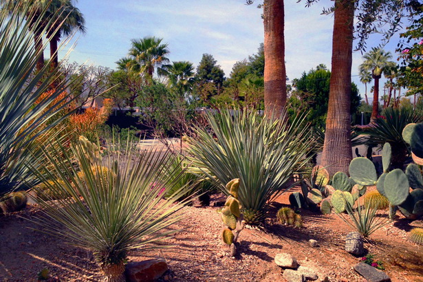 landscaping-palm-desert-19_17 Озеленяване Палм Дезърт