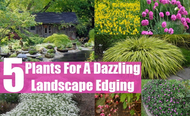 landscaping-plant-ideas-27_5 Озеленяване растения идеи