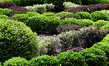 landscaping-shrubs-12_19 Озеленяване храсти