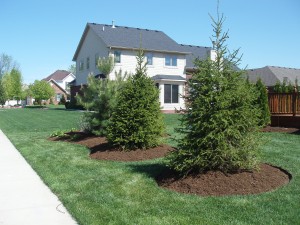 landscaping-tree-ideas-57_20 Идеи за озеленяване на дървета