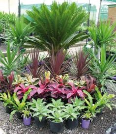 landscaping-tropical-plants-51_10 Озеленяване тропически растения
