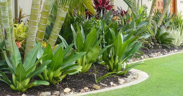 landscaping-tropical-plants-51_5 Озеленяване тропически растения