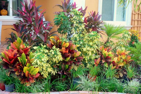 landscaping-with-tropical-plants-14_10 Озеленяване с тропически растения
