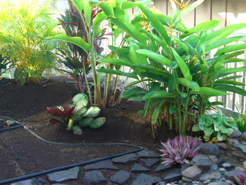 landscaping-with-tropical-plants-14_12 Озеленяване с тропически растения