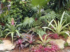 landscaping-with-tropical-plants-14_9 Озеленяване с тропически растения