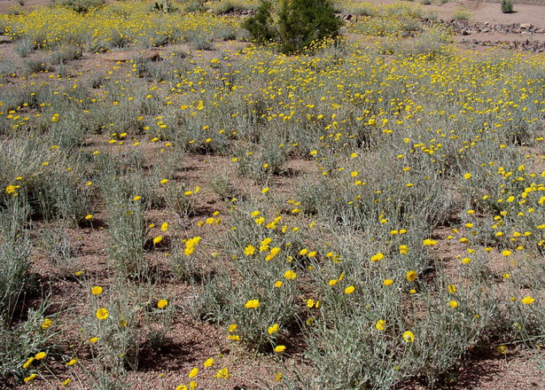 low-desert-plants-08_11 Ниски пустинни растения