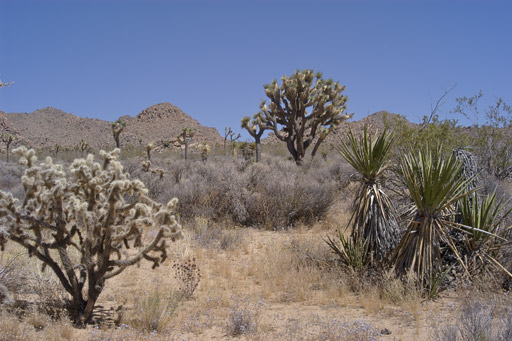 low-desert-plants-08_4 Ниски пустинни растения