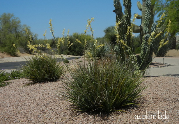low-desert-plants-08_5 Ниски пустинни растения
