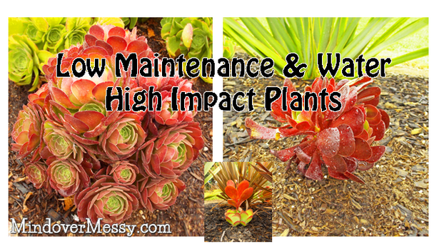 low-maintenance-desert-plants-69 Ниска поддръжка пустинни растения