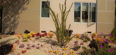 low-maintenance-desert-plants-69_7 Ниска поддръжка пустинни растения