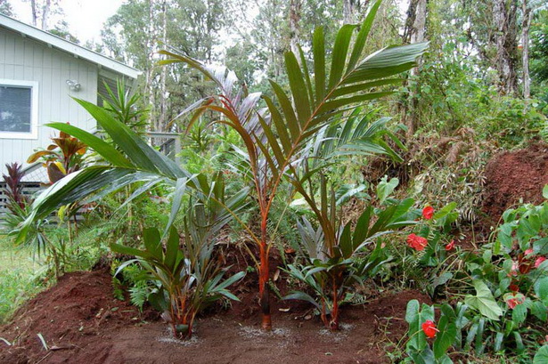 low-maintenance-tropical-garden-96_13 Ниска поддръжка тропическа градина