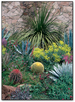 low-water-plants-arizona-92_2 Ниско водни растения Аризона