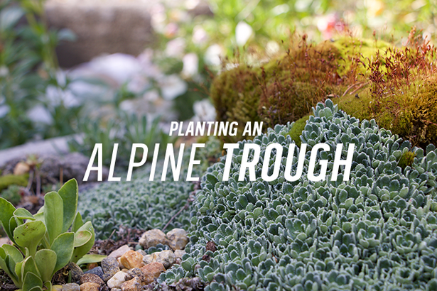 making-an-alpine-garden-81 Създаване на алпийска градина