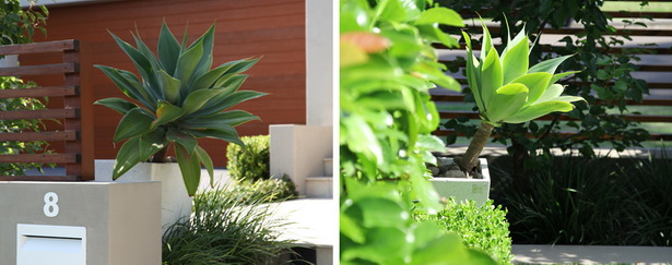 modern-garden-plants-landscaping-66_12 Модерни градински растения озеленяване