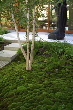 Мос градина дизайн