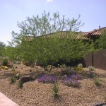 natural-desert-landscaping-15_18 Натурално пустинно озеленяване
