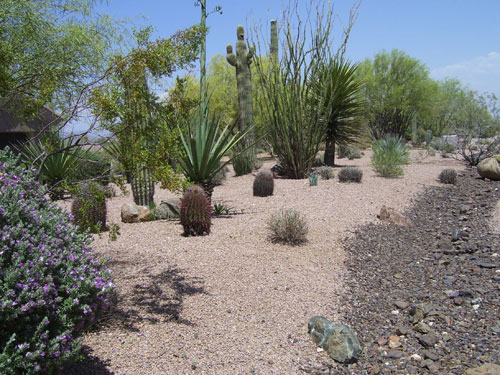 natural-desert-landscaping-15_2 Натурално пустинно озеленяване