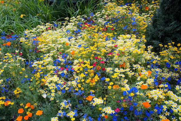 old-fashioned-flower-garden-20_13 Старомодна цветна градина
