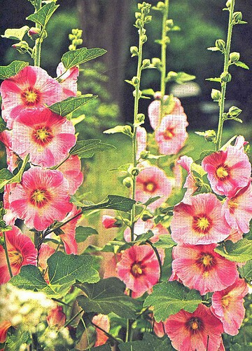 old-fashioned-garden-flowers-37 Старомоден градински цветя