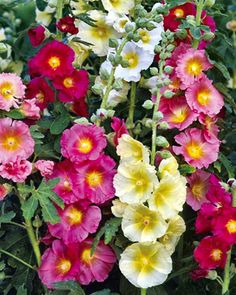old-fashioned-garden-flowers-37_4 Старомоден градински цветя