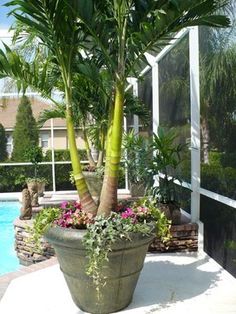 palm-tree-garden-ideas-00_10 Идеи за градина с палмово дърво