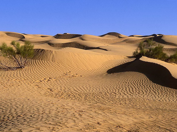 pictures-of-desert-landscaping-19_11 Снимки на пустинята озеленяване