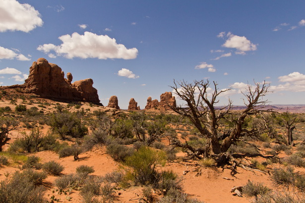 pictures-of-desert-landscaping-19_17 Снимки на пустинята озеленяване