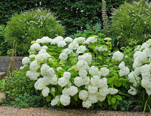 plant-designs-for-gardens-46_11 Растителни дизайни за градини