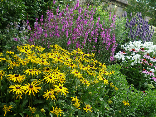 plants-for-a-cottage-garden-border-26_17 Растения за къща градина граница