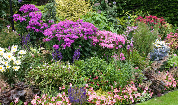 plants-for-a-cottage-garden-border-26_3 Растения за къща градина граница