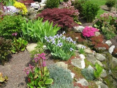 plants-for-a-rock-garden-29_8 Растения за алпинеум