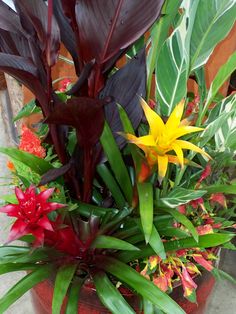 plants-for-a-tropical-garden-62_16 Растения за тропическа градина