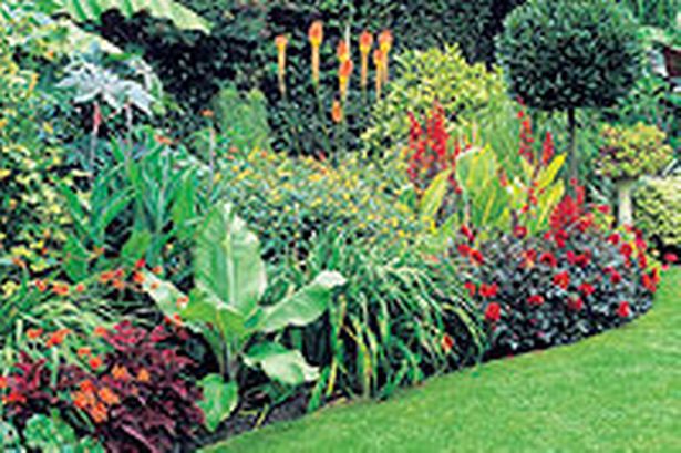 plants-for-a-tropical-garden-62_9 Растения за тропическа градина