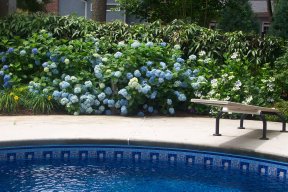plants-for-around-swimming-pools-93_11 Растения за басейни
