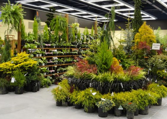 plants-for-gardens-ideas-45_7 Растения за градини идеи