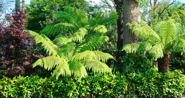 plants-for-japanese-gardens-australia-16_15 Растения за японски градини Австралия