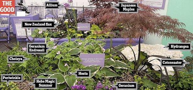 plants-for-japanese-gardens-australia-16_3 Растения за японски градини Австралия