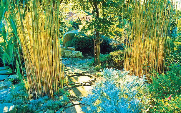 plants-for-japanese-gardens-uk-59_20 Растения за японски градини Великобритания