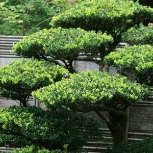plants-for-japanese-gardens-52_8 Растения за японски градини