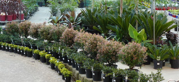 plants-for-landscaping-58_12 Растения за озеленяване