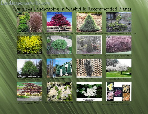 plants-for-landscaping-58_13 Растения за озеленяване